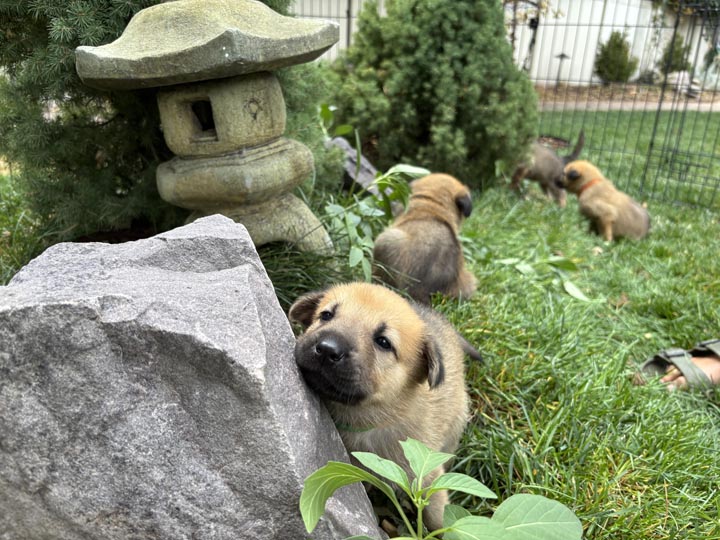 chinook dog